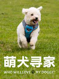 萌犬尋家